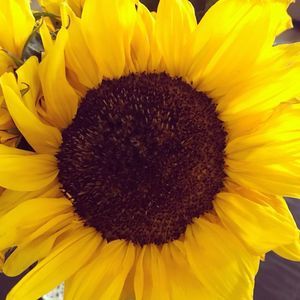 Meet your Posher, Monica